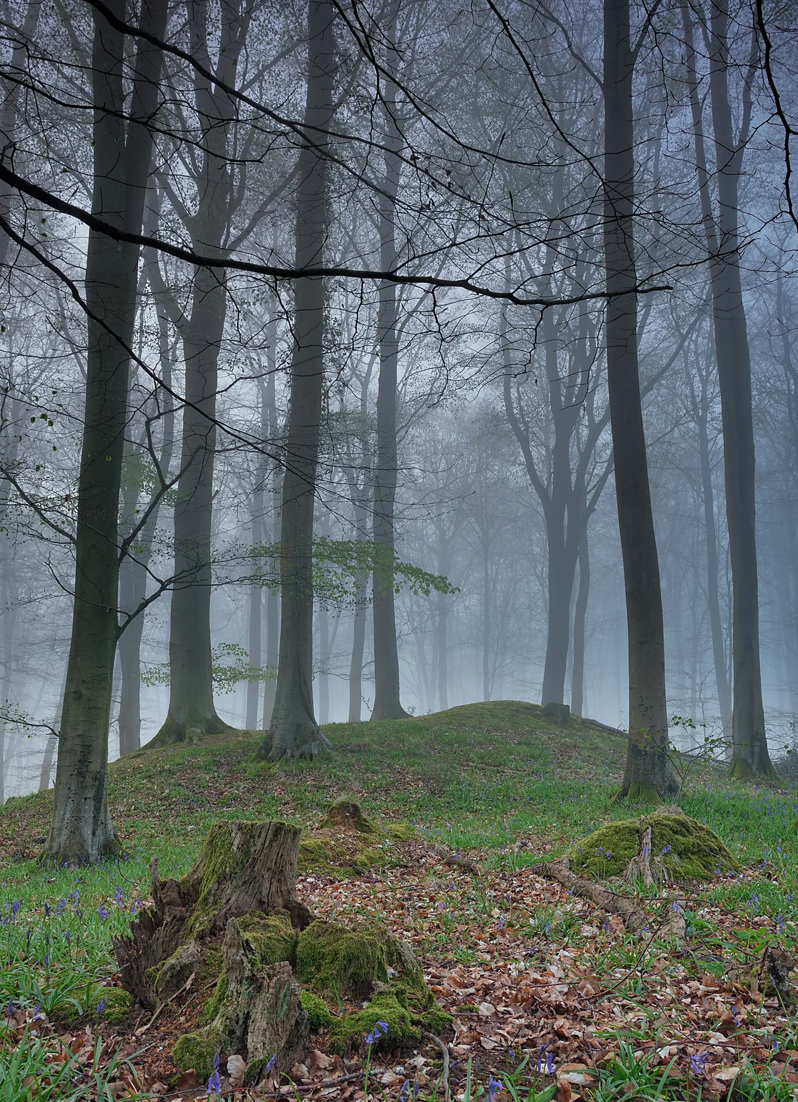 Micheldever Wood